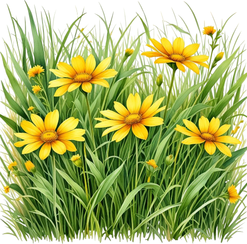 Wildflower Flowerbed Clipart, Digital Imagen, Watercolor  illustration Clipart, Transparent Flowers Imagen, Wildflowers In The Grass