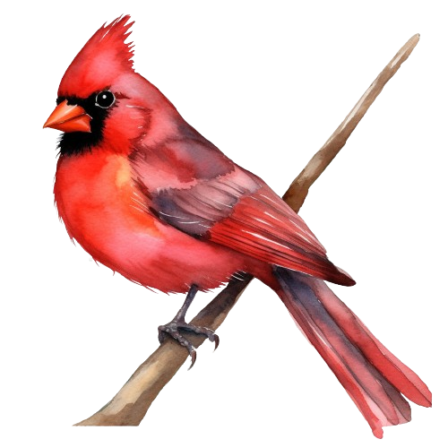 Cardinal Bird, Bird Clipart, Watercolor Imagen, Sublimation Designs, Watercolor Clipart
