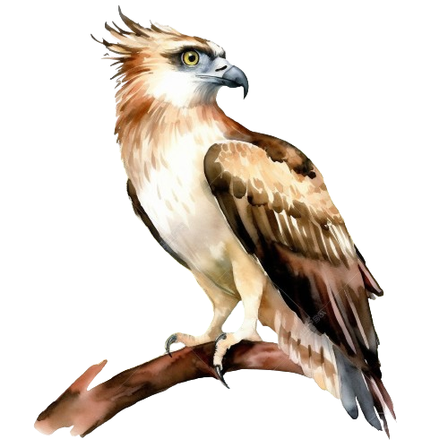 Eagle Clipart, Digital Philippine Eagle, Instant Download, Watercolor Artwork,  illustration Clipart
